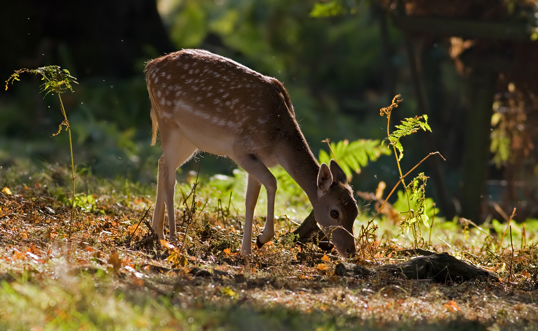 Fallow Deer